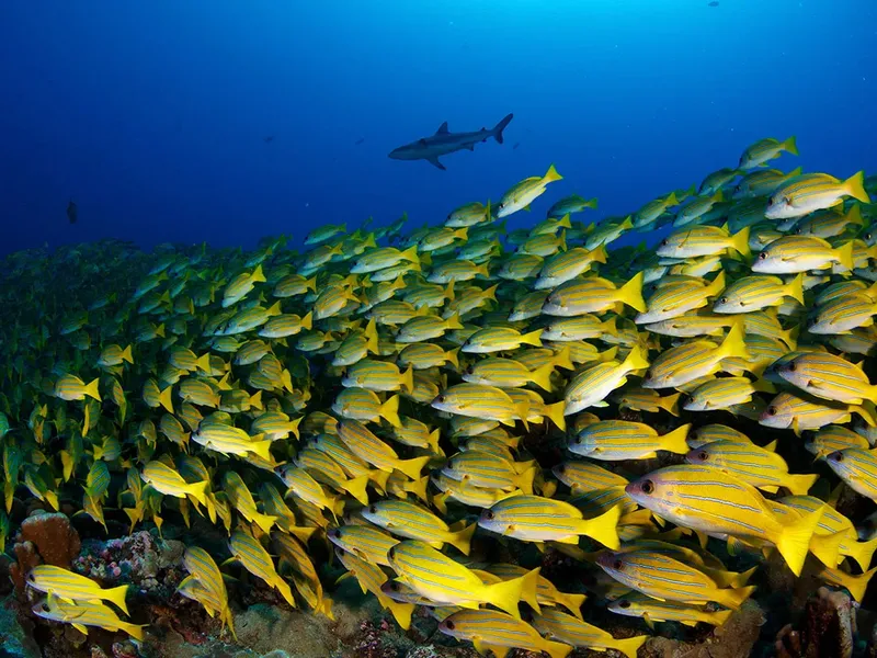 Banc de poissons jaunes et un requin au loin sous l'eau