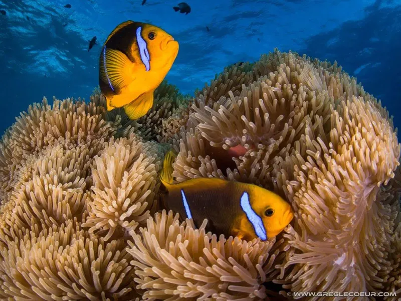 Deux poissons clowns se cachent dans une anémone de mer colorée