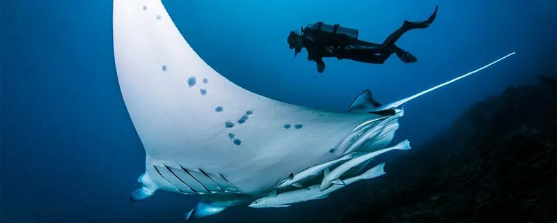Raie manta géante nageant avec un plongeur en eau profonde