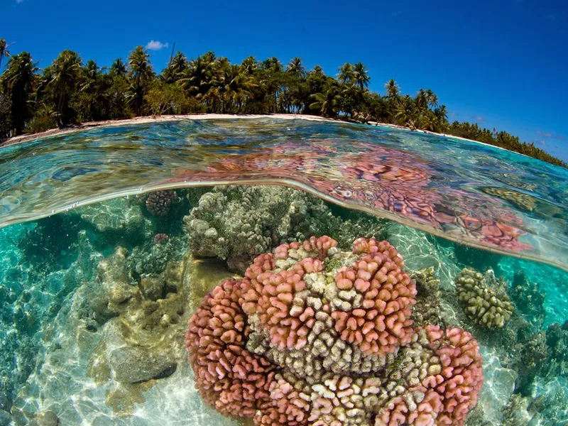 Recif corallien coloré à la surface et sous l'eau avec palmiers