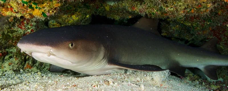Requin de récif couché sur le sable au fond de l'océan