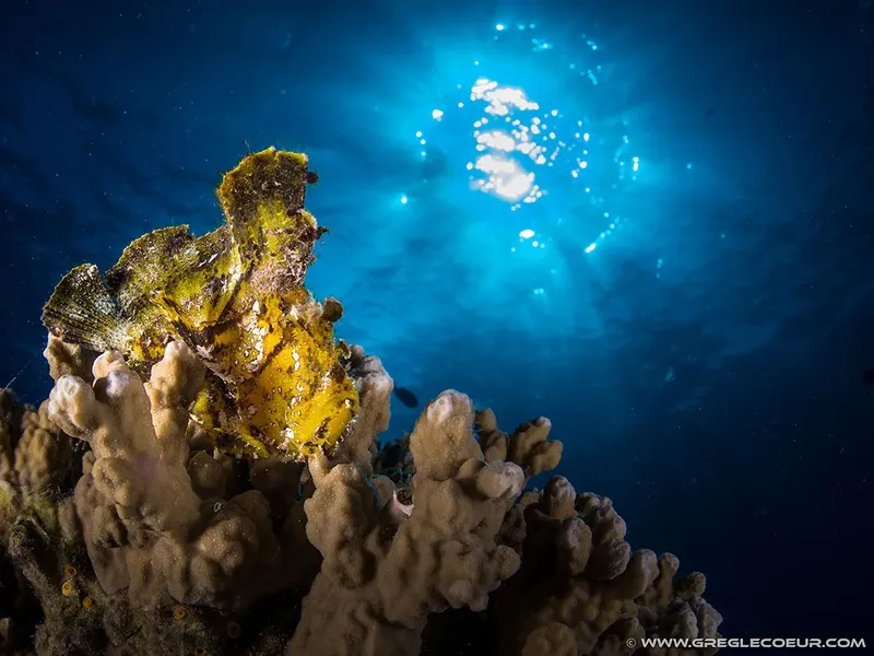 Poisson-scorpion perché sur un corail, lumière du soleil filtrant l'eau