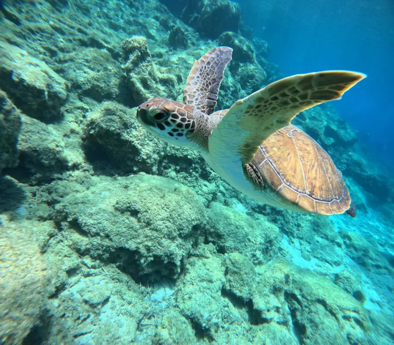Tortue marine nageant au-dessus d'un récifal corallien ensoleillé