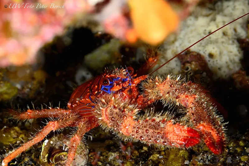 Un pagure rouge vif se promène sur un fond rocheux coloré