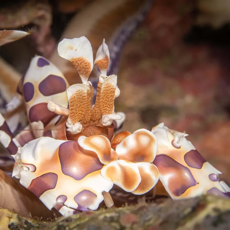 Nudibranche colorée sur fond rocheux, macro sous-marine, faune marine