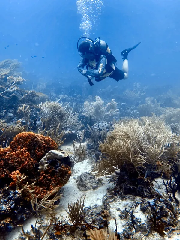 Plongeur explore un récif corallien sous l'eau avec des gorgones