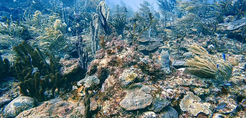 Recif corallien luxuriant avec des coraux variés et quelques poissons