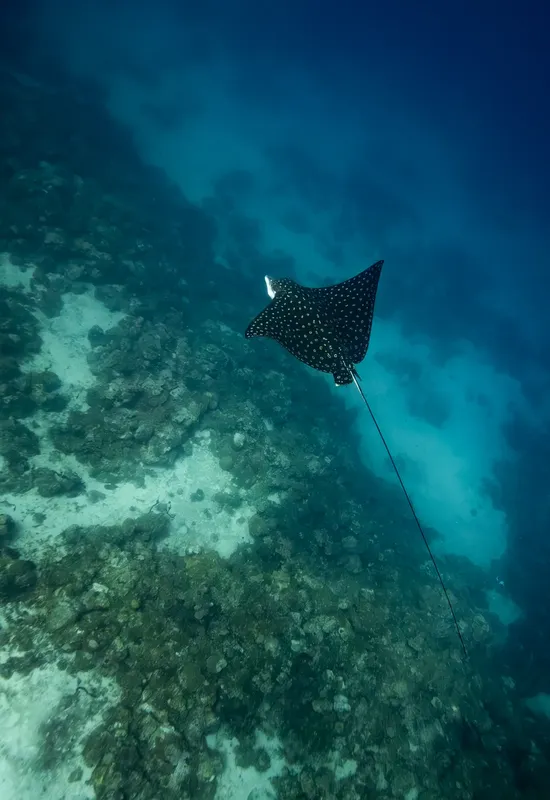 Raie manta nageant au-dessus d'un fond rocheux et corallien bleu