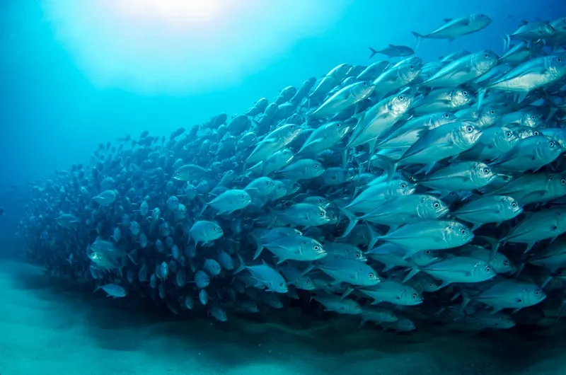 Un banc de carangues argentés nage en formation sous-marine