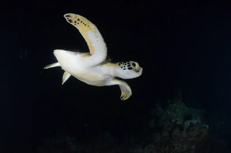 Tortue marine nageant gracieusement dans les profondeurs sombres de l'océan