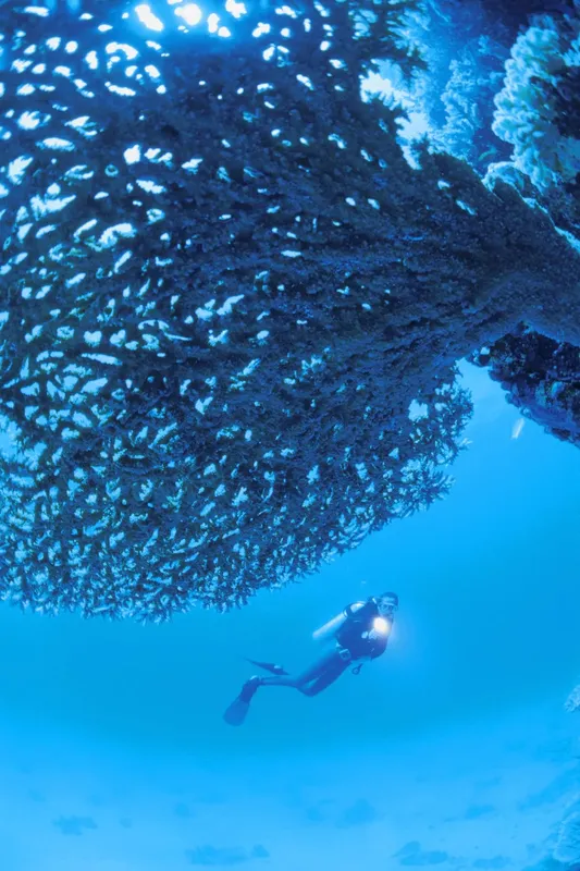 Plongeur explorant un récif corallien sous l'eau en lumière bleue