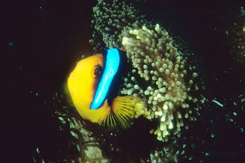 Poisson clown se cache dans les tentacules d'une anémone de mer