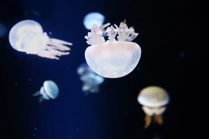 Plusieurs méduses translucides flottent dans l'obscurité de l'eau