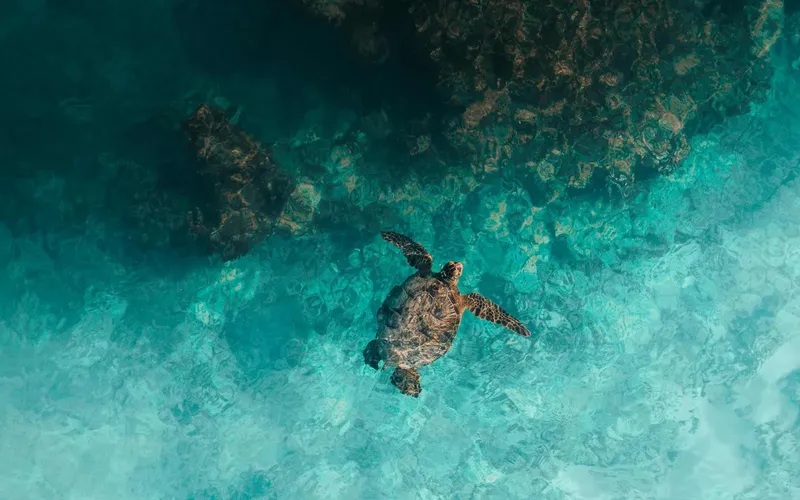 Tortue marine nageant au-dessus d'un récif corallien dans une eau turquoise