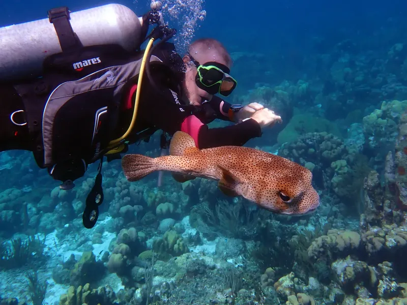 Plongeur observant un poisson-globe sur un récifal corallien