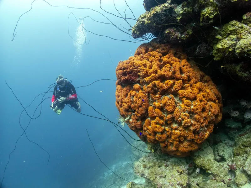 Plongeur explorant un récif corallien avec une grande éponge orange