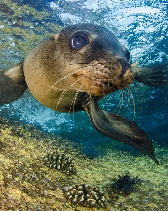 Otarie curieuse nageant sous l'eau, regardant directement l'appareil photo