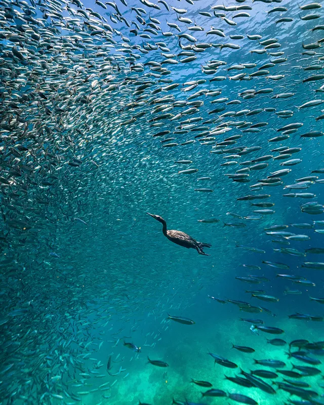 Un oiseau marin nage au milieu d'un banc de petits poissons bleus