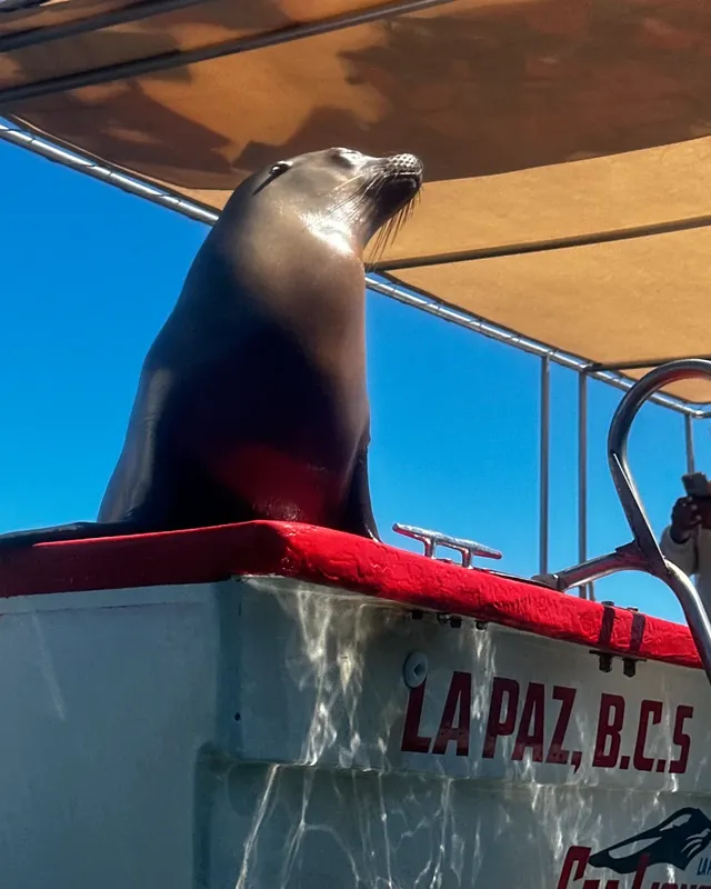 Otarie se reposant sur le toit rouge d'un bateau de plongée