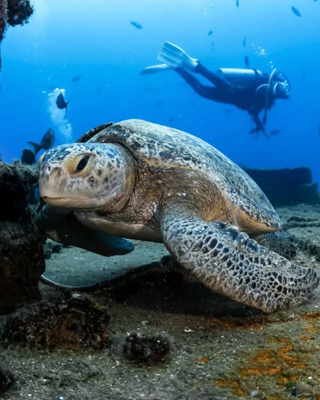 Tortue marine nageant paisiblement avec un plongeur en arrière-plan