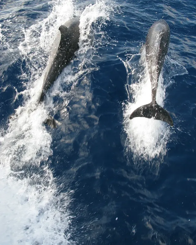 Deux dauphins sautent hors de l'eau bleue, éclaboussures vives