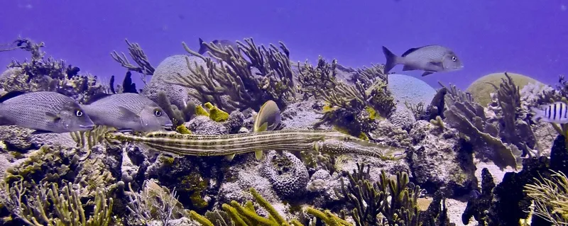 Reef corallien avec poissons tropicaux et une murène rayée