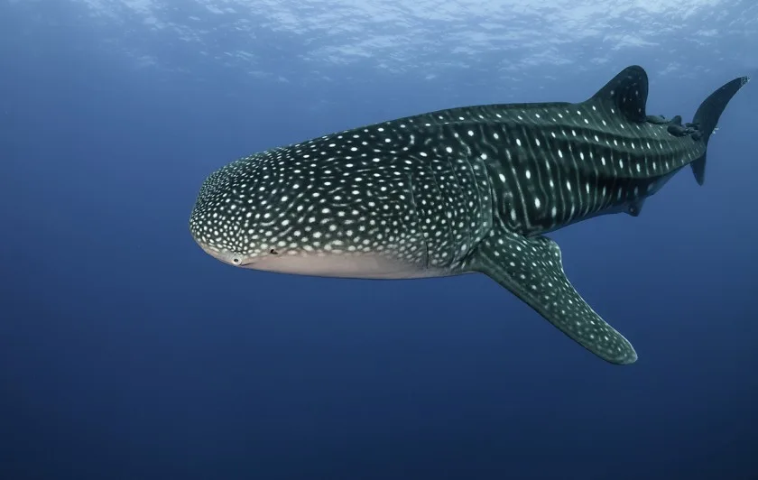 Requin baleine nageant dans l'eau bleue, corps tacheté, vue latérale