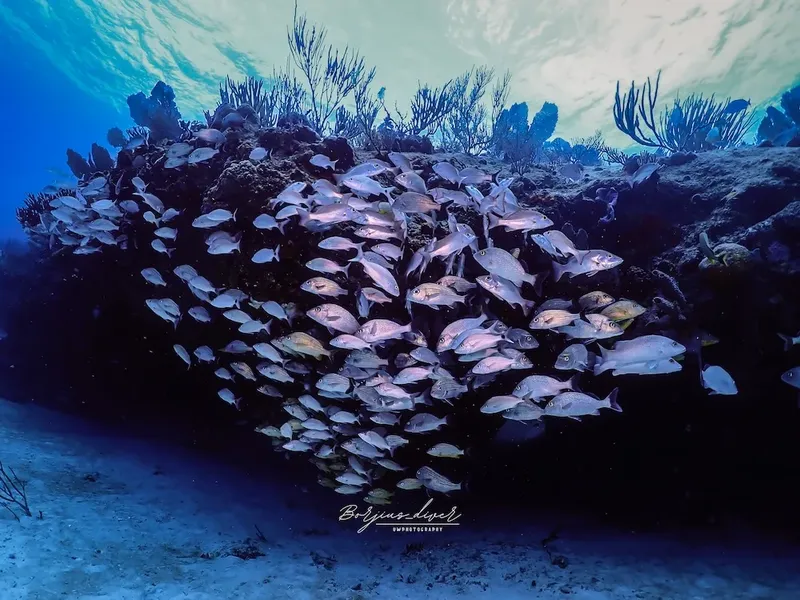Banc de poissons argentés nageant autour d'un récif corallien sous-marin