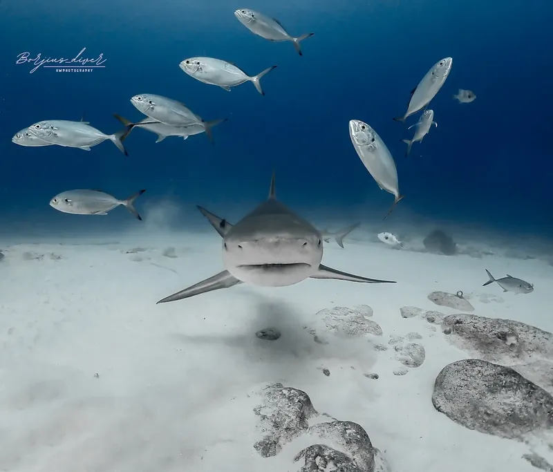 Requin de récif entouré de poissons argentés dans l'eau bleue