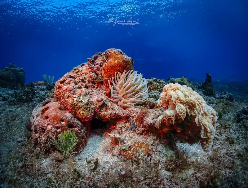 Coraux colorés et formations rocheuses sous-marines dans un environnement marin