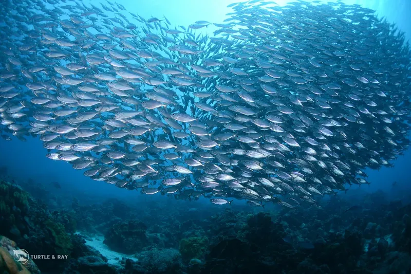 Un banc de poissons argentés forme un tourbillon sous l'eau