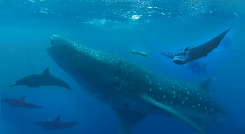 Requin baleine nageant avec des poissons et des raies manta