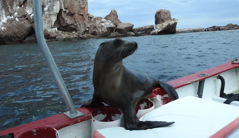 Un otarie se repose sur la coque d'un bateau rouge en mer