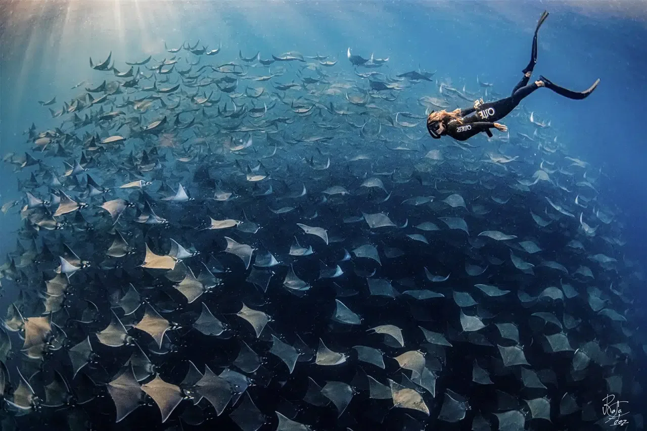Apnée au milieu d'un banc immense de raies manta sous-marines