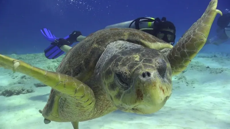 Tortue marine nageant paisiblement avec un plongeur en arrière-plan