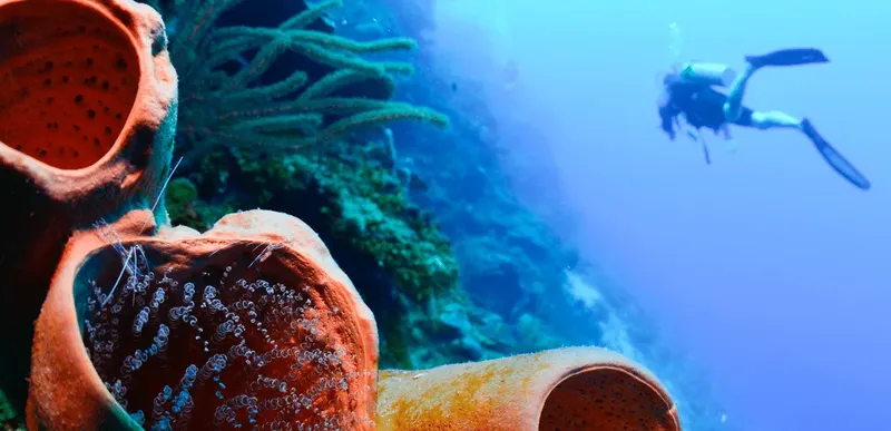 Plongeur explorant un récif corallien coloré avec des éponges géantes