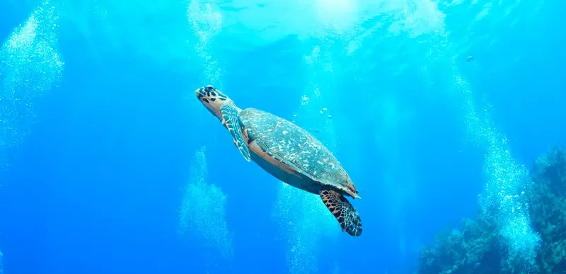 Tortue marine nageant paisiblement dans une eau bleue et ensoleillée