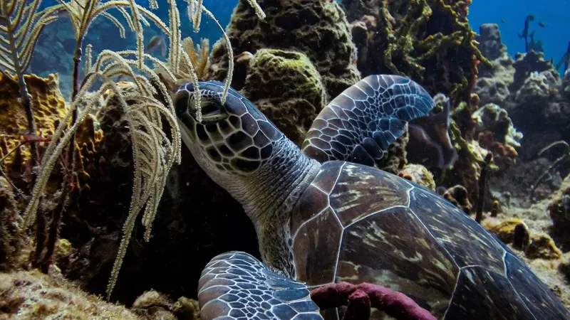 Tortue marine nageant paisiblement au milieu des coraux et des algues