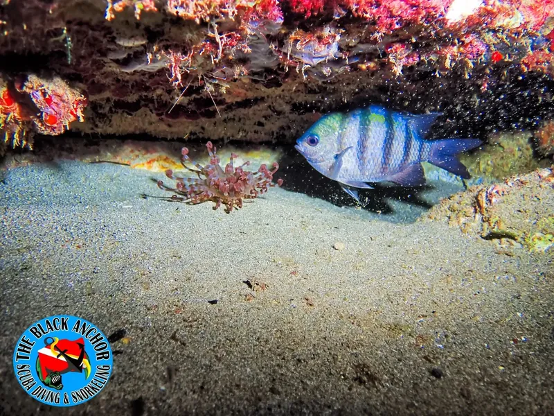 Poisson tropical coloré nageant près d'un récifal corallien sablonneux