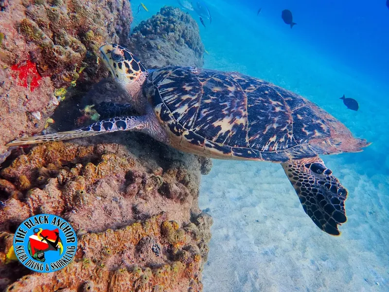 Tortue marine nageant près d'un récifal corallien en eau claire