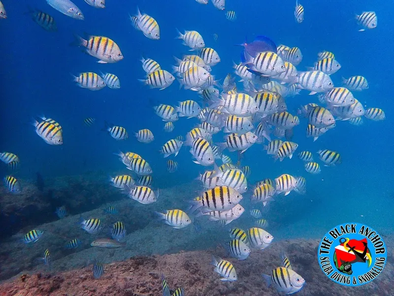 Banc de poissons rayés évoluant dans une eau bleue et ensoleillée