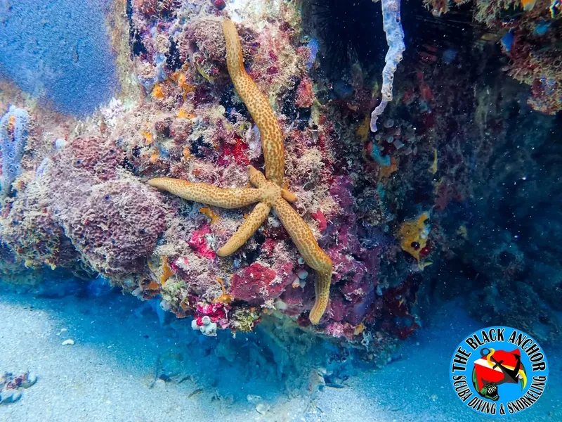 Étoile de mer orange sur un récifal corallien coloré en milieu marin