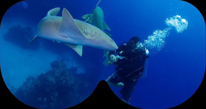 Plongeur face à un requin de récif dans l'eau bleue