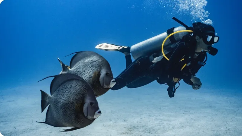 Plongeur et deux poissons perroquets nagent dans une eau bleue claire