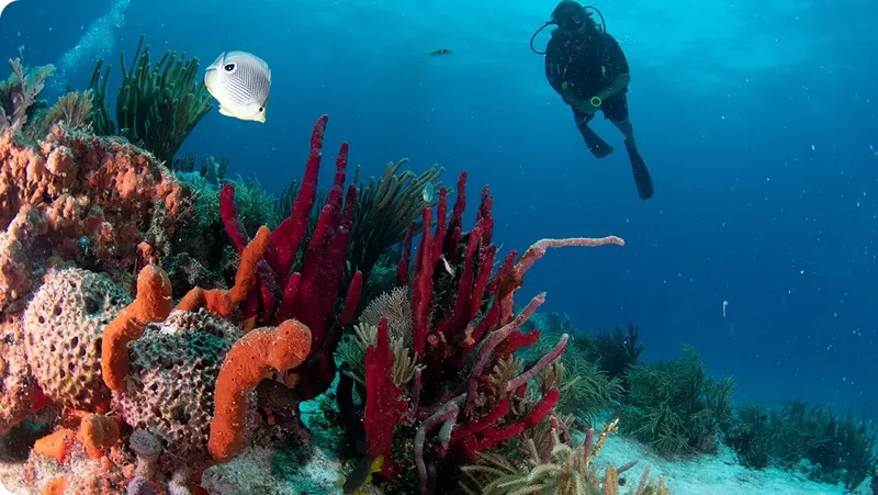 Plongeur explorant un récif corallien coloré avec un poisson papillon
