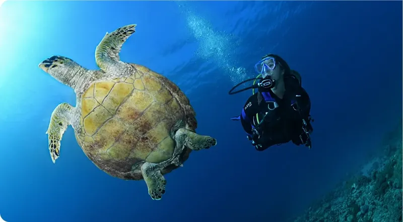 Plongeur nageant à côté d'une grande tortue de mer dans l'océan