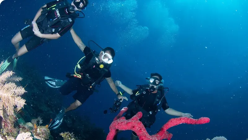 Trois plongeurs explorent un récifal corallien en eau bleue