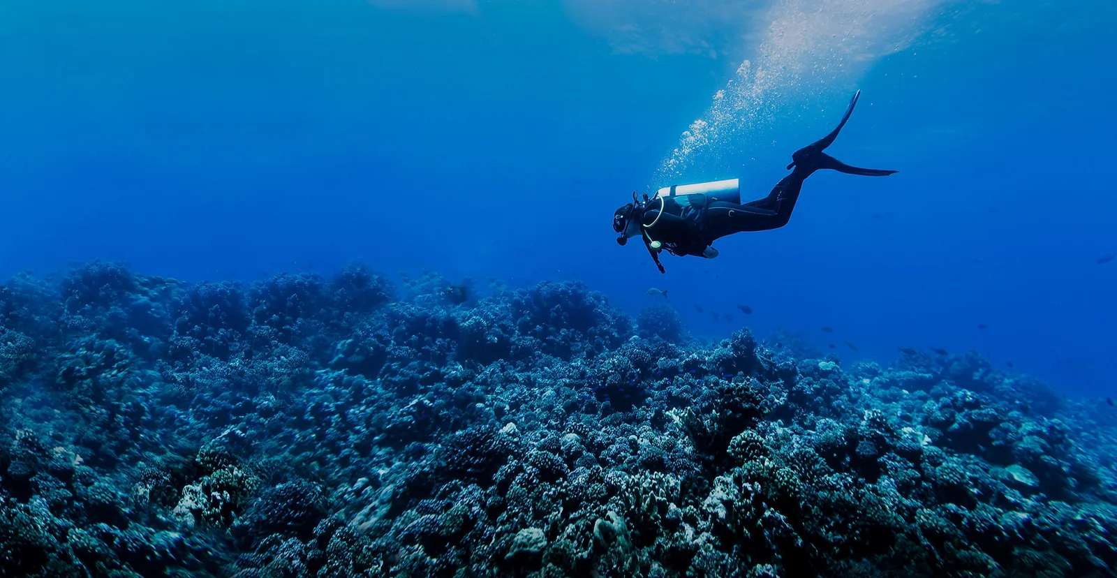 Gaspars Dive N Board