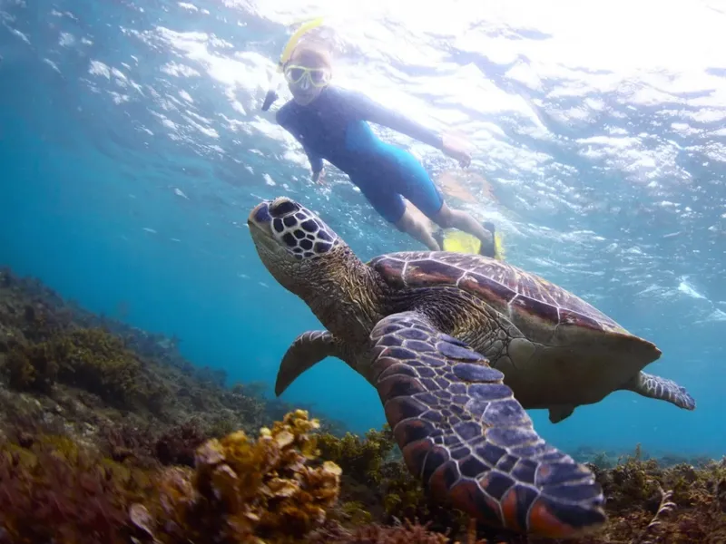 Une personne nage avec une tortue marine dans un récif corallien