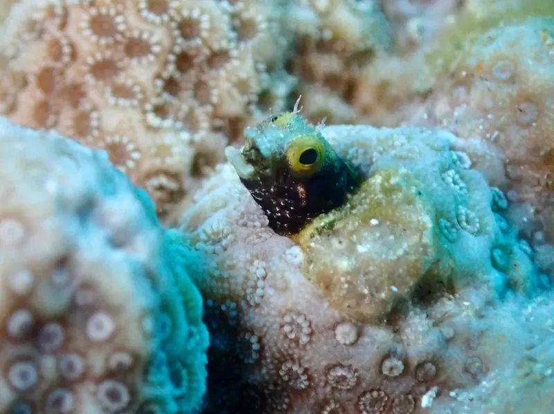 Petit poisson coloré se cache parmi les coraux et les roches